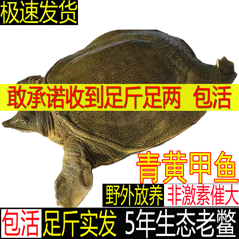 青黄色公甲鱼鲜活生态野外生长中华老鳖水鱼活体团鱼食用王八