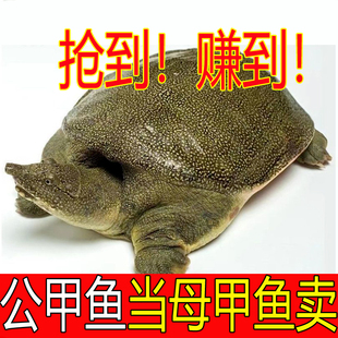 【公甲鱼当母甲鱼卖】新鲜活甲鱼水鱼团鱼王八中华鳖公鳖公甲鱼