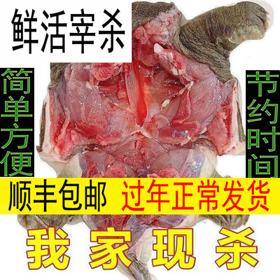 新鲜 活甲鱼宰杀 现杀 代杀 甲鱼肉 水鱼团鱼王八中华鳖