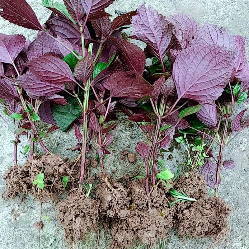 野生紫苏苗新鲜紫苏苗食用浓香药用阳台四季紫苏苗盆栽带土发货