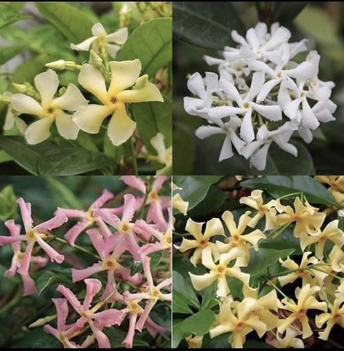 风车茉莉爬藤花卉四季不落叶耐寒暴晒阳台庭院楼顶均可种植