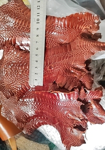 有洞棕红色鸵鸟腳趾甲皮条4.5*12cm卡包表带装饰品挂件手工真皮料