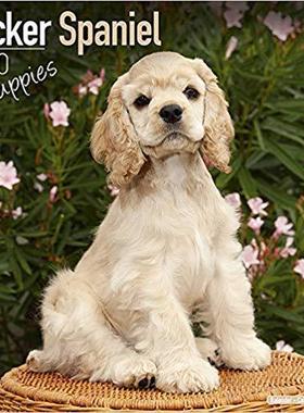 【预售】Cocker Spaniel Puppies Calendar 2020