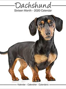 【预售】Dachshund Studio Calendar 2019