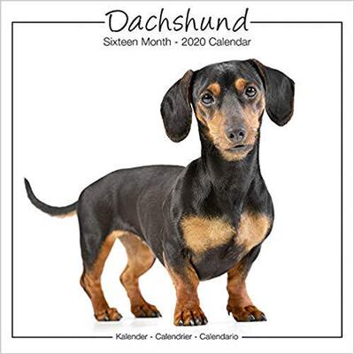 【预售】Dachshund Studio Calendar 2019