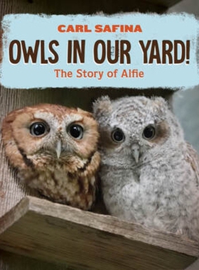 预订 Owls in Our Yard!: The Story of Alfie 猫头鹰在我们的院子里！阿尔菲的故事: 9781324053194