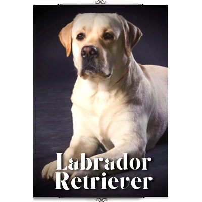 预订 Labrador Retriever: Dog Breed guide: 9798395427663