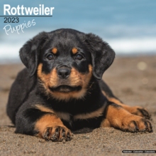 【预订】Rottweiler Puppies 2023 Wall Calendar 9781839417788