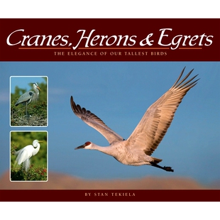 预订 鹤鹭和白鹭 优雅 9781591935841 Egrets 鸟 Herons Cranes 我们