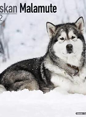 【预订】Alaskan Malamute 2022 Wall Calendar 9781839411236