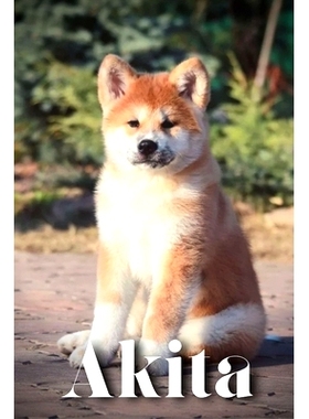 预订 Akita: How to train your dog and raise from puppy correctly: 9798864617335