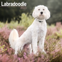【预订】Labradoodle 2023 Wall Calendar 9781839417238