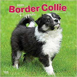 【预售】Border Collie Puppies 2020 Square