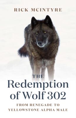 狼302 黄石公园的狼系列3 英文原版 The Redemption of Wolf 302: From Renegade to Yellowstone Alpha Male