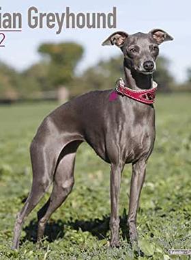 【预订】Italian Greyhound 2022 Wall Calendar 9781839411793