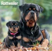 【预订】Rottweiler 2023 Wall Calendar 9781839417474