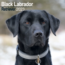 【预订】Black Labrador Retriever 2023 Wall Calendar 9781839417245