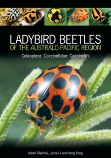 Region the 预订 Coccinellini Beetles Australo Coccinellidae Coleoptera Pacific Ladybird