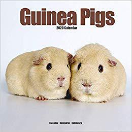 【预售】Guinea Pigs Calendar 2020