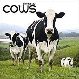 Cows Calendar 2020 预售