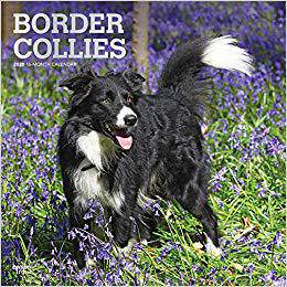 【预售】Border Collies 2020 Square Wall Calendar
