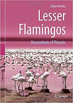 【预售】Lesser Flamingos