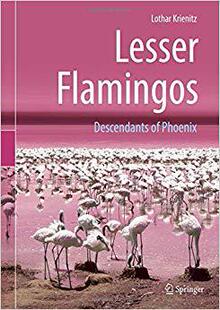 Lesser Flamingos 预售