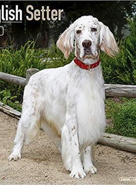 【预售】English Setter Calendar 2020