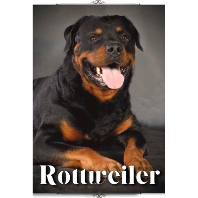 预订 Rottweiler: Dog breed overview and guide 罗威纳犬：犬种概述和指南: 9798396318625
