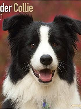 【预售】Border Collie Calendar 2020