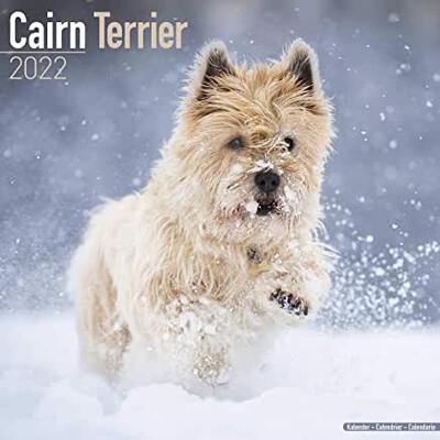 【预订】Cairn Terrier 2022 Wall Calendar 9781839411472