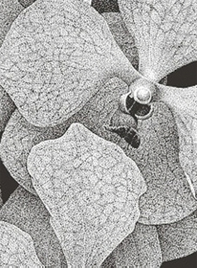 预订 Thilo Westermann: Vanitas 蒂洛韦斯特曼: 9783869845036