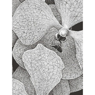 预订 Thilo Westermann: Vanitas 蒂洛韦斯特曼: 9783869845036