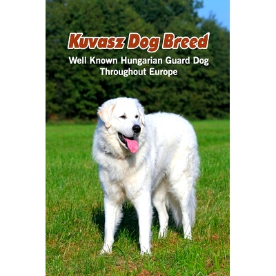 预订 Kuvasz Dog Breed: Well Known Hungarian Guard Dog Throughout Europe: Kuvasz Dog Breed Facts and Personality Traits: