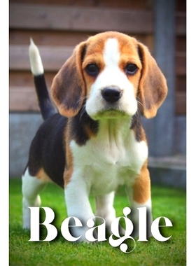 预订 Beagle: How to train your dog and raise from puppy correctly: 9798865018858
