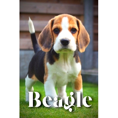 预订 Beagle: How to train your dog and raise from puppy correctly: 9798865018858