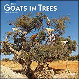 【预售】Goats in Trees 2020 Square