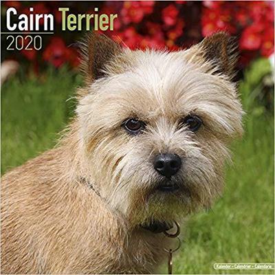 【预售】Cairn Terrier Calendar 2020