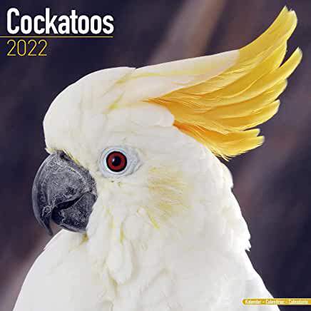 【预订】Cockatoos 2022 Wall Calendar 9781839412455