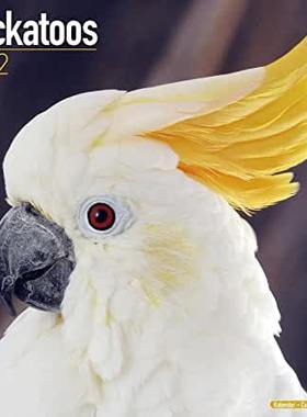 【预订】Cockatoos 2022 Wall Calendar 9781839412455