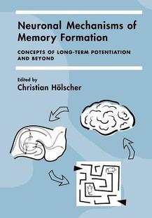 Memory Formation Mechanisms Neuronal