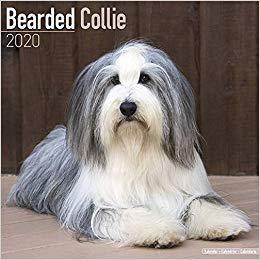 【预售】Bearded Collie Calendar 2020