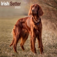 【预订】Irish Setter 2023 Wall Calendar 9781839417184