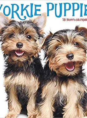 【预售】Just Yorkie Puppies 2020 Wall Calendar (Dog Breed Calendar)