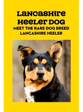 预订 Lancashire Heeler Dog: Meet The Rare Dog Breed Lancashire Heeler: Lancashire Heeler Dog Info, Temperament, Puppies,