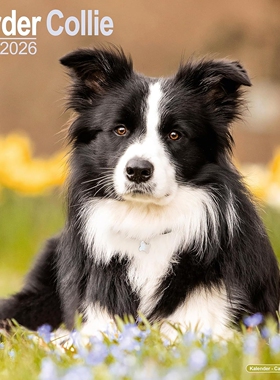 现货 边境牧羊犬2026年挂历 宠物摄影 进口日历 英文原版 边牧 狗狗写真 Border Collie Calendar Wall Calendar