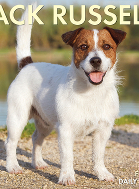 【预订】Jack Russells 2022 Box Calendar - Dog Breed Daily Desktop 9781549220555