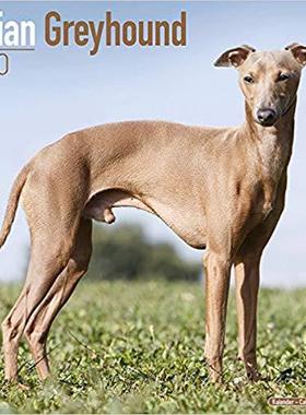 【预售】Italian Greyhound Calendar 2020