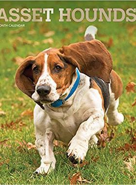 【预售】Basset Hounds 2020 Square Foil