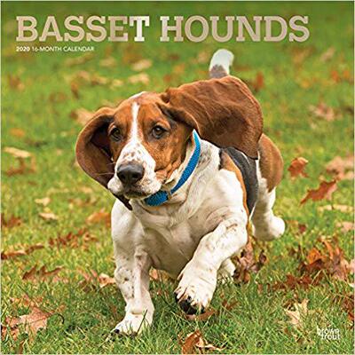 【预售】Basset Hounds 2020 Square Foil